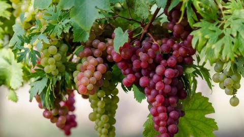Селекціонери вивели нові сорти винограду Рис.1