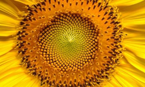 Склад соняшникової олії тепер можна визначити по ДНК соняшнику,-вчені Рис.1