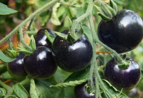 Солодкі чорні помідори визнали однією з найкращих аграрних інновацій Рис.1