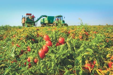 Українська Agrofusion залишається 9-им у світі переробником томатів Рис.1