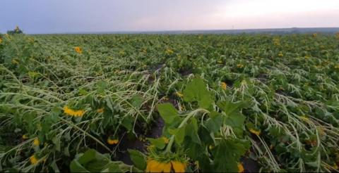 Урожай в Одеській області постраждав через погоду Рис.1