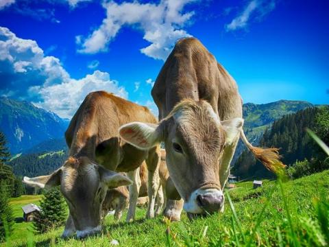В організмі корів знайшли супер-засіб для переробки пластикових відходів Рис.1