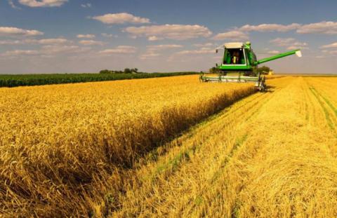 В Україні намолочено майже 300 тис. т зерна нового врожаю Рис.1