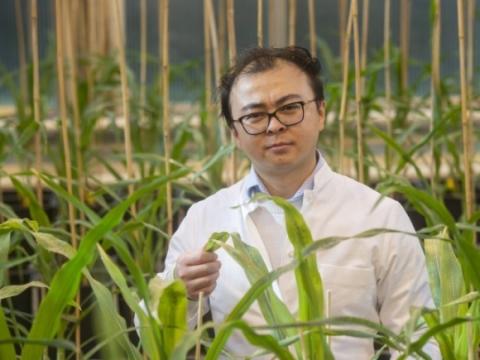 Вчені дослідили, як бактерії допомагають кукурудзі рости Рис.1