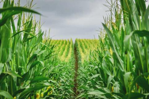Як захистити посіви кукурудзи від шкідникі,- UKRAVIT Рис.1