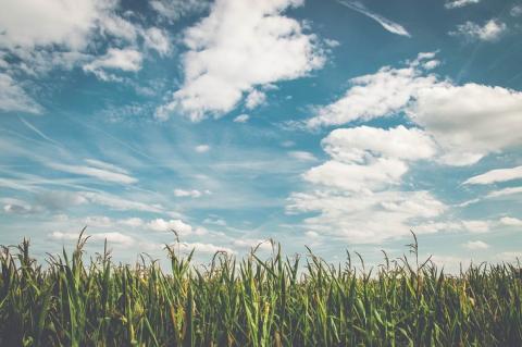 За допомогою «розумного» додатка фермери Німеччини контролюють популяцію кукурудзяного метелика Рис.1