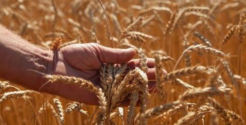 Закупівельна ціна пшениці на тендері в Єгипті виросла на 14 $/т Рис.1