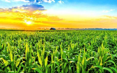 Аграрна галузь відновила зростання на 2,5% з початку року – Мінекономіки Рис.1