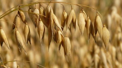Agricom Group бере курс на рекордний урожай безглютенового вівса Рис.1