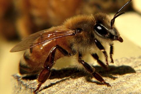 Біологи помітили, що агресивні бджоли виділяють більш насичену отруту Рис.1