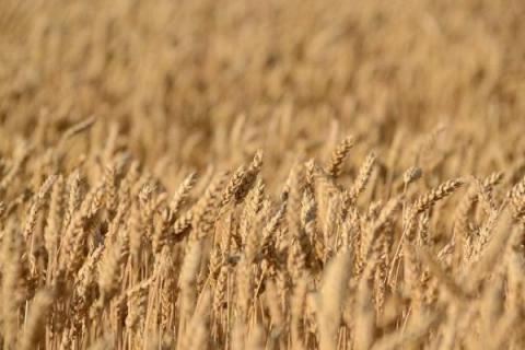 Експерти StatCan знизили прогнози врожаю пшениці та каноли в Канаді більше, ніж USDA Рис.1