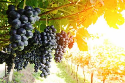 Експерти UKRAVIT розповіли як контролювати небезпечні хвороби винограду Рис.1