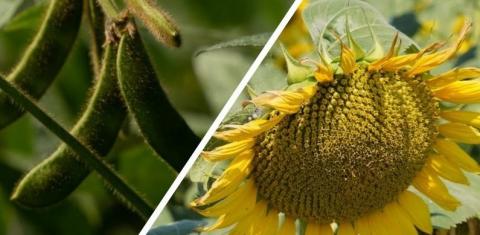 Фахівці UKRAVIT розкрили особливості десикації соняшника та сої в різних регіонах України Рис.1