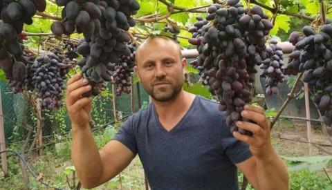 Фермер з Хмельниччини вирощує 200 сортів винограду на 60 сотках Рис.1