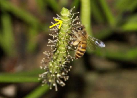 Китайські бджоли вкрали пилок голонасінної рослини і знизили ефективність її запилення Рис.1