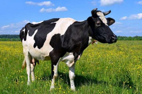 Мінагро продовжує приймати заявки на отримання дотації 5 тис. грн за одну корову Рис.1