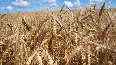 Названо найбільш урожайні сорти зернових колосових культур Рис.1