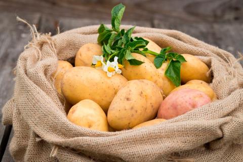 Про володіння унікальною колекцією картоплі заявила Великобританія Рис.1