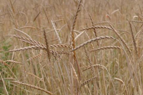 Швейцарія закликає фермерів до збільшення площ під органічними зерновими Рис.1