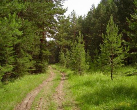 Світовий банк допоможе Україні створити кліматичний фонд, який реформує лісову галузь Рис.1