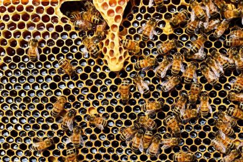 У Нідерландах екологи закликають обмежити промислове бджільництво Рис.1