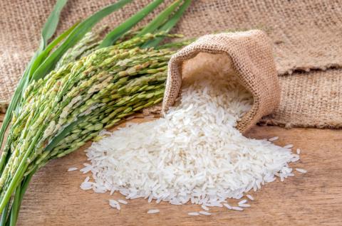 Вчені створили рис з протираковими властивостями Рис.1
