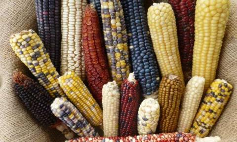 Вчені університету штату Айова намагаються розгадати головоломку генетики кукурудзи Рис.1