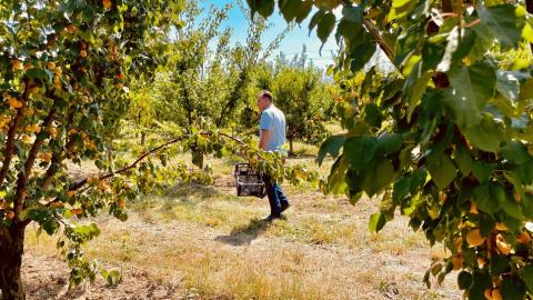 Закарпатське фермерське господарство пускає відвідувачів власноруч збирати персики Рис.1
