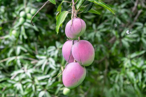 Зміна клімату змушує сицилійських фермерів вирощувати манго замість апельсинів Рис.1
