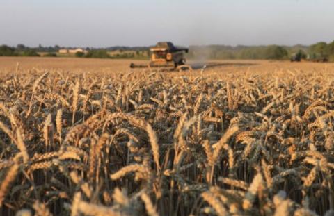 Аграрії Вінниччини зібрали на 30% більше ранніх зернових Рис.1