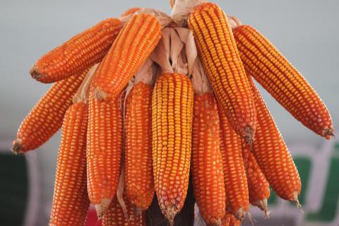 Ціни на кукурудзу падають на прогнозах збільшення виробництва у США Рис.1