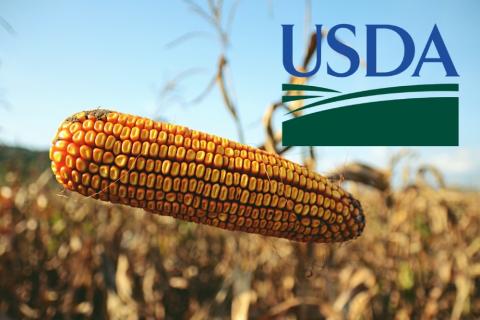 Експерти USDA збільшили прогноз виробництва та запасів пшениці у 2021/22 МР Рис.1