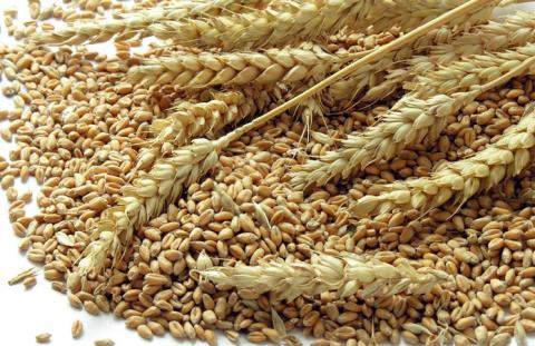 Експорт українського зерна наближається до 11 млн т Рис.1