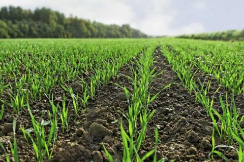 Фахівці UKRAVIT розповіли, як знищити бур’яни на посівах озимих зернових культур Рис.1