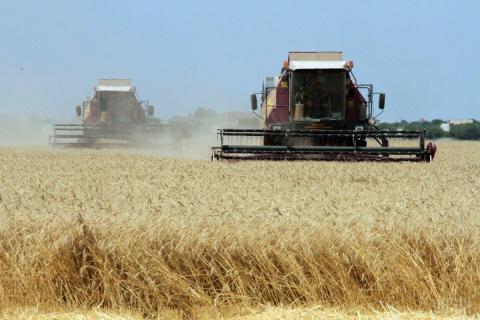 На Digital Field врожайність ярої пшениці склала 6,5 т/га Рис.1