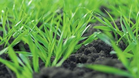 Озвучено універсальне рішення для первинного захисту озимих зернових культур Рис.1