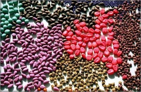 Протруювання насіння наосліп може знищити майбутній урожай, — Держпродспоживслужба Рис.1