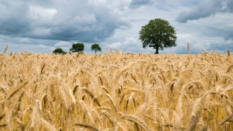 Світове споживання зерна зросте до 2,8 млрд т, - ФАО Рис.1