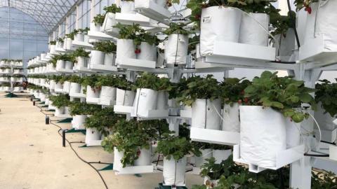 У Канаді запатентовані вертикальні колони для вирощування рослин у теплицях Рис.1