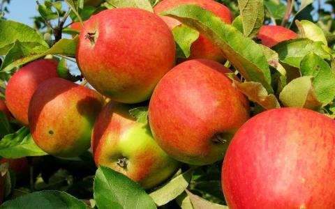 Україна збере рекордний урожай яблук, але аграрії на цьому не зароблять – прогноз Рис.1