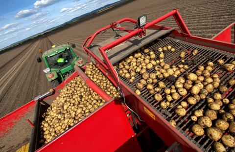 Урожайність картоплі в Контінетал перевищила планову Рис.1