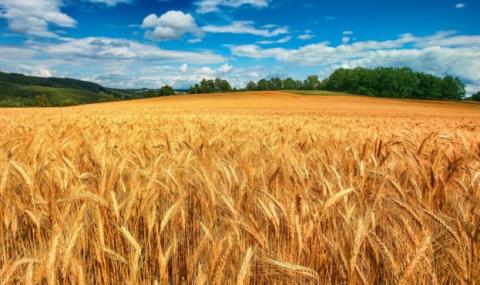 В Україні ціни на пшеницю залишаються стабільними Рис.1