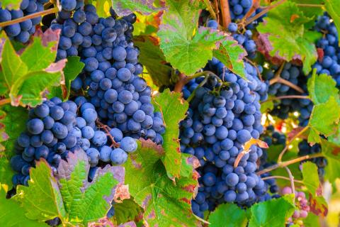 В Україні створять виноградарсько-виноробний реєстр — зареєстровано законопроект Рис.1