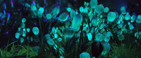 Вчені MIT знайшли безпечний спосіб створення рослин які світяться в темряві Рис.1