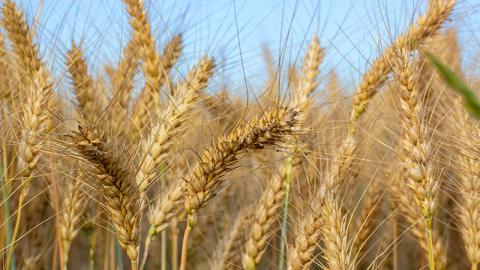 З України експортували 5,3 млн тонн пшениці Рис.1