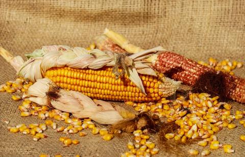Затримка збирання підтримує ціни на кукурудзу в Україні Рис.1