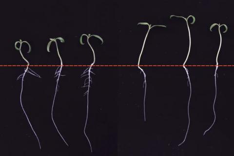 Чому коріння рослин перестають рости в тіні: нове дослідження Рис.1