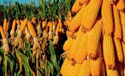 Ціни на кукурудзу не знижуватимуться, незважаючи на рекордний урожай Рис.1