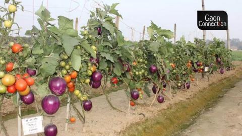 Індійські вчені виростили Brimato: з однієї рослини збирають урожай помідорів і баклажан Рис.1