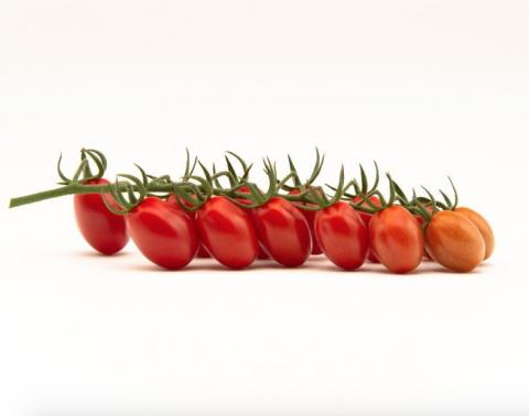 Італійські селекціонери представили новий сорт сливовидних томатів Fanello Рис.1